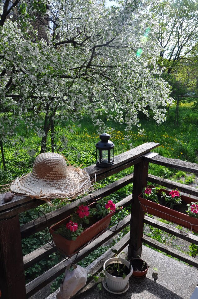 Shifnal cherry straw hat garden