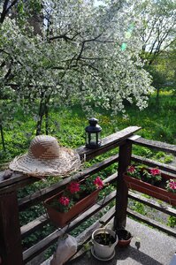 Shifnal cherry straw hat garden