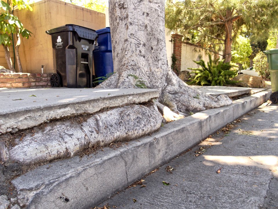 San Fernando Valley sidewalk vs. tree 2015-05-02