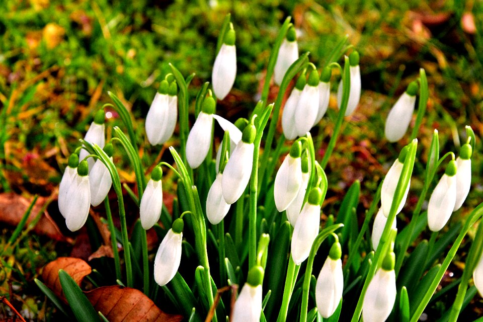 First frühlingsboten snowdrop february