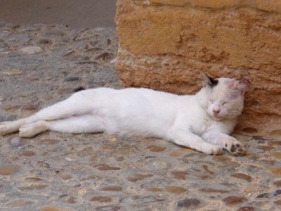 San Esteban de Gormaz 2012 2