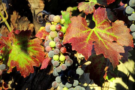 Winery plant leaves