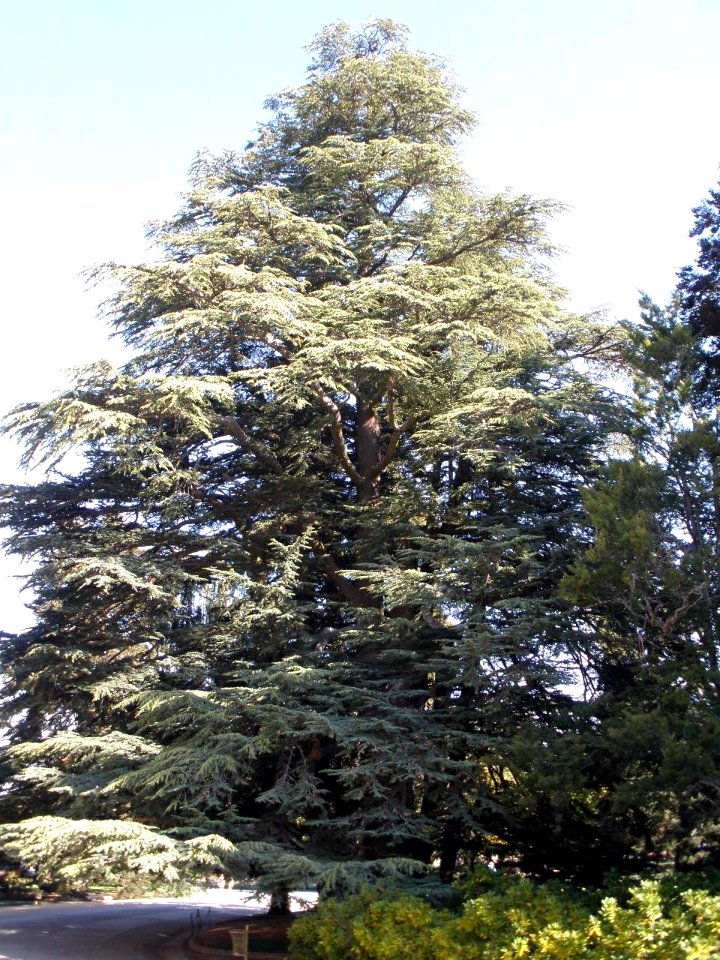 San Ildefonso - Palacio Real de la Granja, Jardines del Medio Punto (cedro de Libano) 4