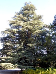 San Ildefonso - Palacio Real de la Granja, Jardines del Medio Punto (cedro de Libano) 4
