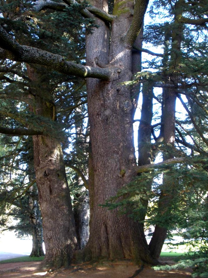 San Ildefonso - Palacio Real de la Granja, Jardines del Medio Punto (cedro de Libano) 3