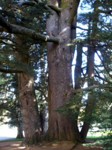 San Ildefonso - Palacio Real de la Granja, Jardines del Medio Punto (cedro de Libano) 3