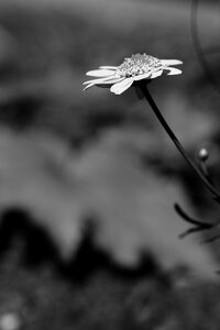 Summer flower summer flower garden