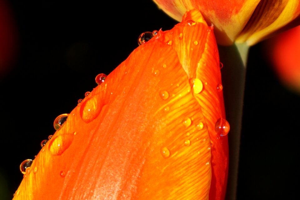 Flower water drop of water