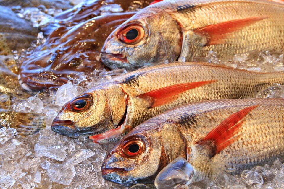 Fish shop food fauna