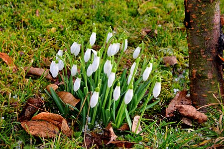 First frühlingsboten snowdrop february