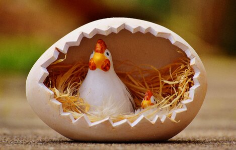 Chickens happy easter colorful eggs