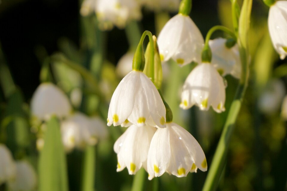 Plant close up snowdrop