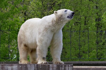 Predator mammal feb