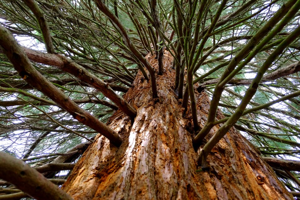 Cypress tribe red