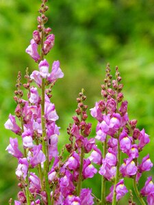 Wild flower conillets antirrhinum majus photo