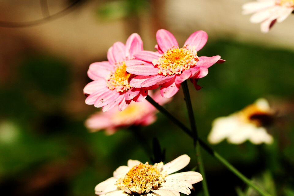 Summer pink color