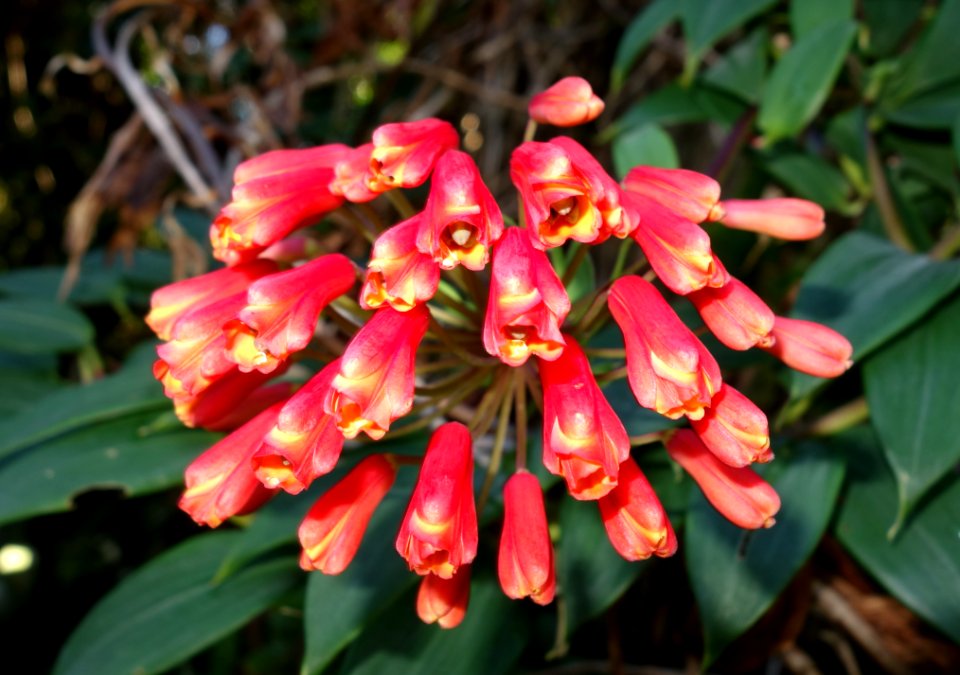 San Francisco Botanical Garden - DSC09852