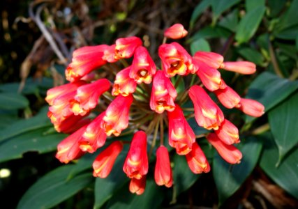 San Francisco Botanical Garden - DSC09852