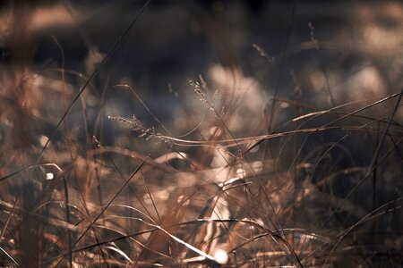 Outdoors plant brown grass