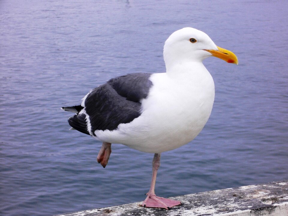 Sea bird larus occidentalis
