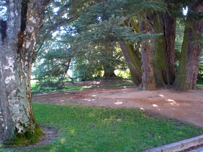 San Ildefonso - Palacio Real de la Granja, Jardines del Medio Punto (cedro de Libano) 1