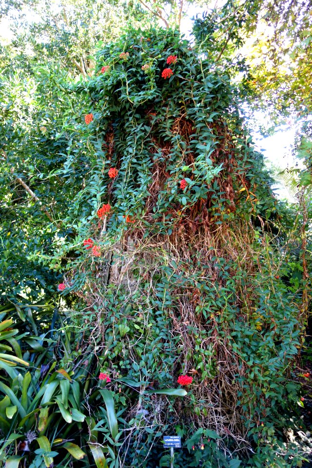 San Francisco Botanical Garden - DSC09847