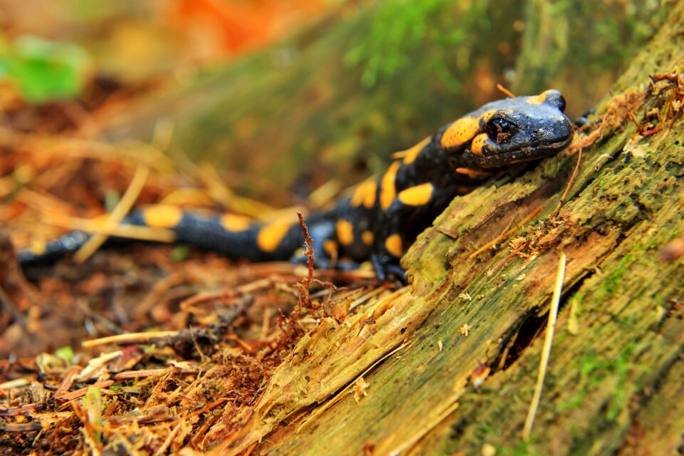The lizard animal fauna