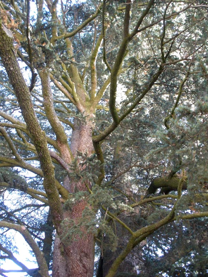 San Ildefonso - Palacio Real de la Granja, Jardines del Medio Punto (cedro de Libano) 2