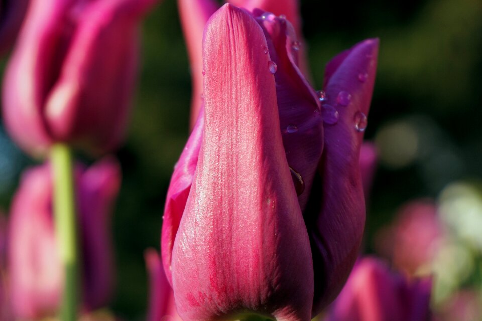 Bloom spring nature