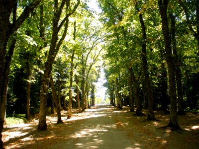 San Ildefonso - Calle Honda 2