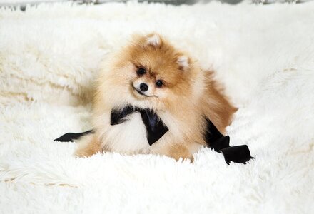 Animal pets animals
