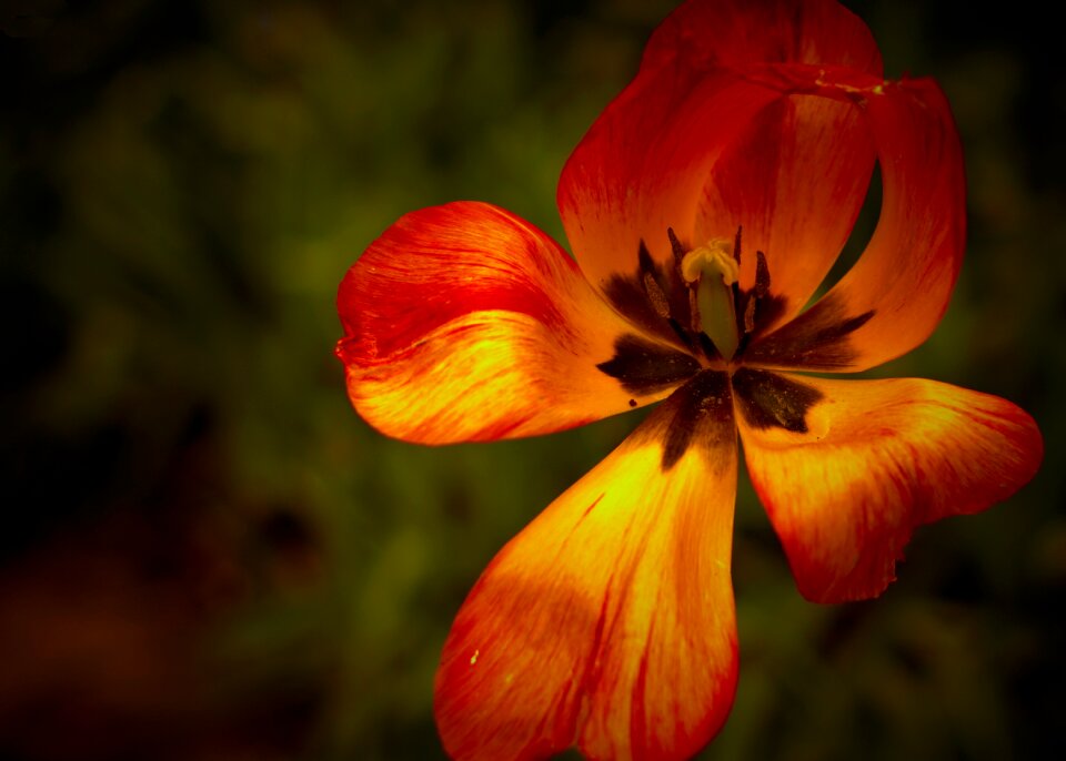 Orange stamen yellow