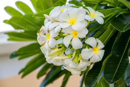 White flowers blooms more information