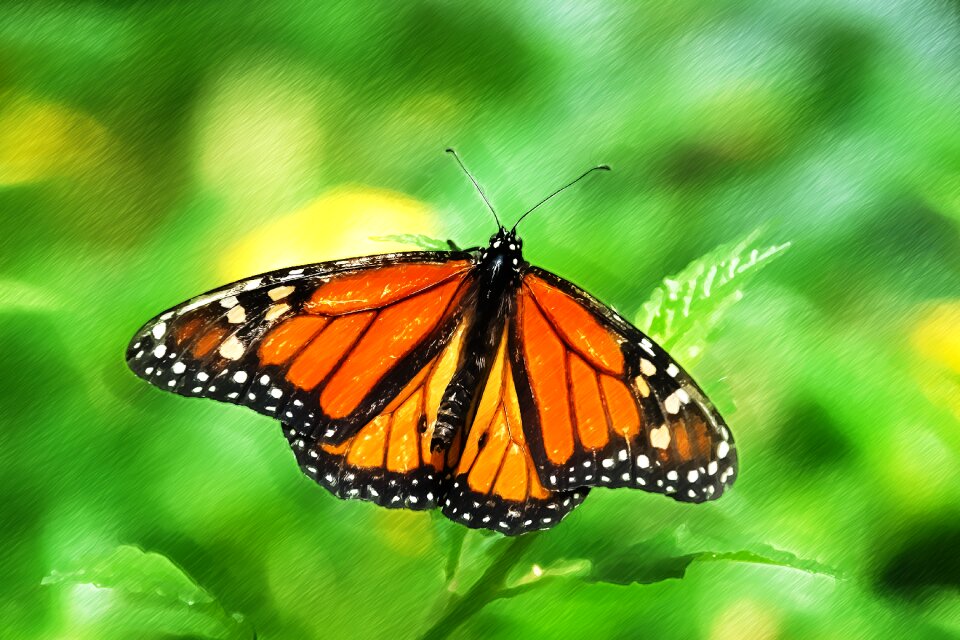 Color painted draw
