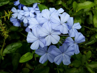 Plant refreshing flower