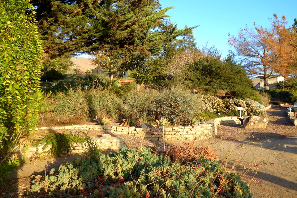 San Luis Obispo Botanical Garden - San Luis Obispo, CA - DSC06005