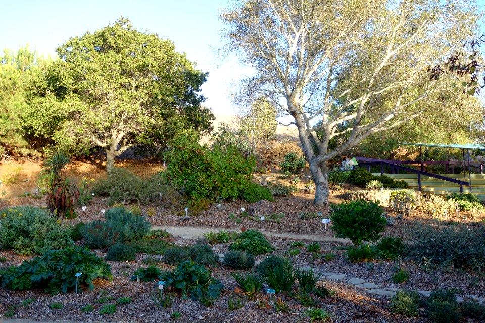 San Luis Obispo Botanical Garden - San Luis Obispo, CA - DSC05872