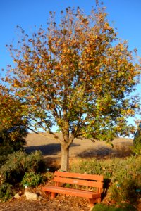 San Luis Obispo Botanical Garden - San Luis Obispo, CA - DSC06072