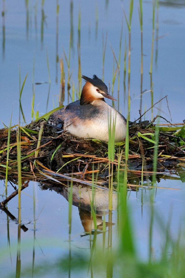 Reed water bird brood care
