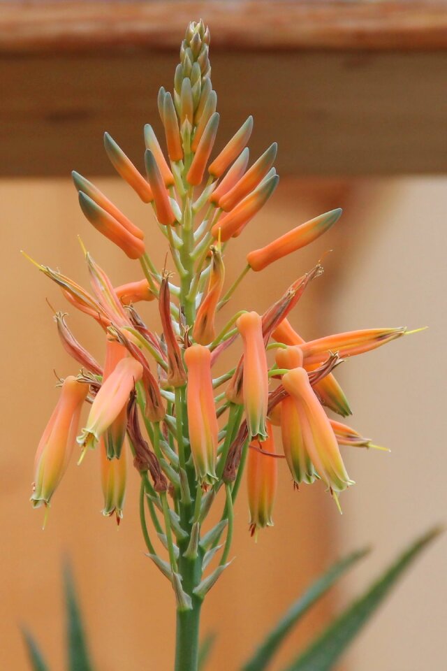 Bloom bloom asphodelus family
