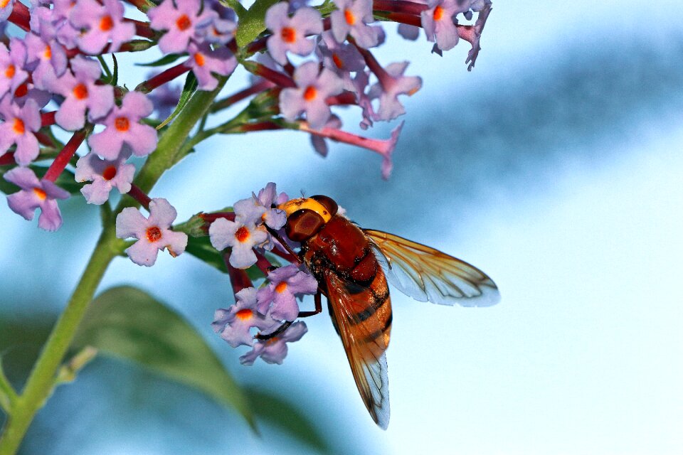 Eyes pollination work insect