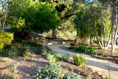 San Luis Obispo Botanical Garden - San Luis Obispo, CA - DSC05981