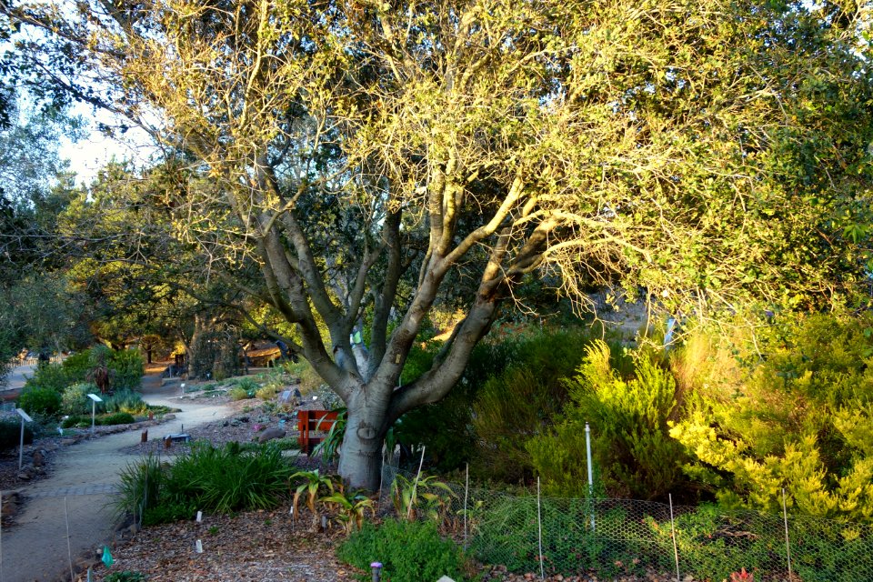 San Luis Obispo Botanical Garden - San Luis Obispo, CA - DSC06116