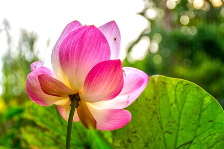 Bua ban pink backlit