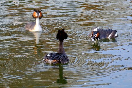 Water courtship fights nature