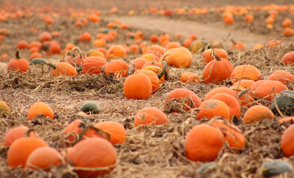 Pumpkins fall harvest