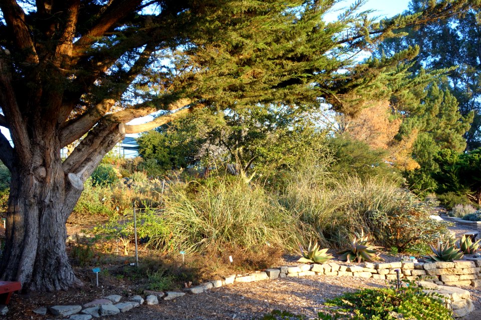 San Luis Obispo Botanical Garden - San Luis Obispo, CA - DSC06115