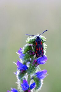 Vipérine insect bollenberg
