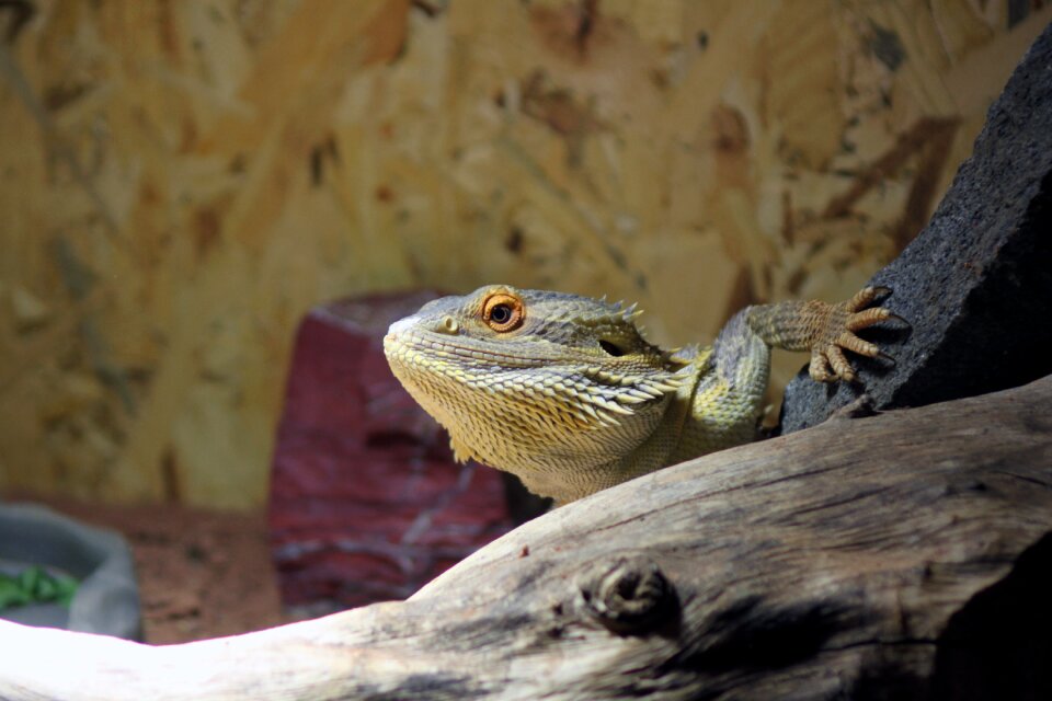Dragon animal reptile