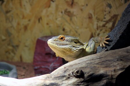 Dragon animal reptile photo